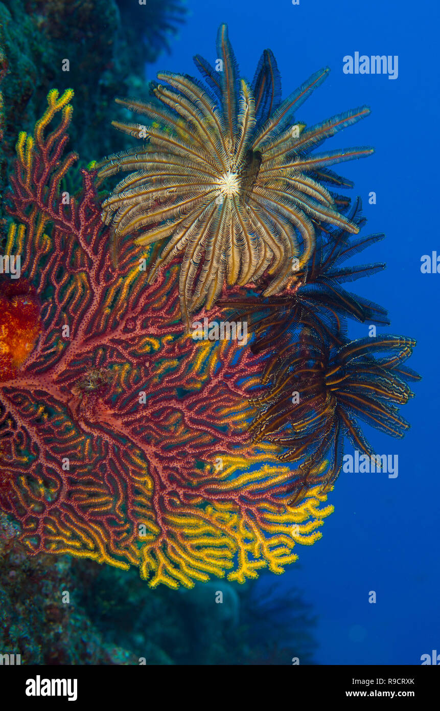 Les Crinoïdes / Feather étoile sur de grands éventails de mer (Melithaea sp.) Cap Zanpa, Okinawa, Japon. Banque D'Images