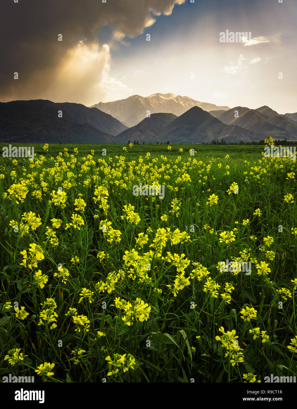 Des fleurs sur le terrain d'Orumieh,nature Banque D'Images