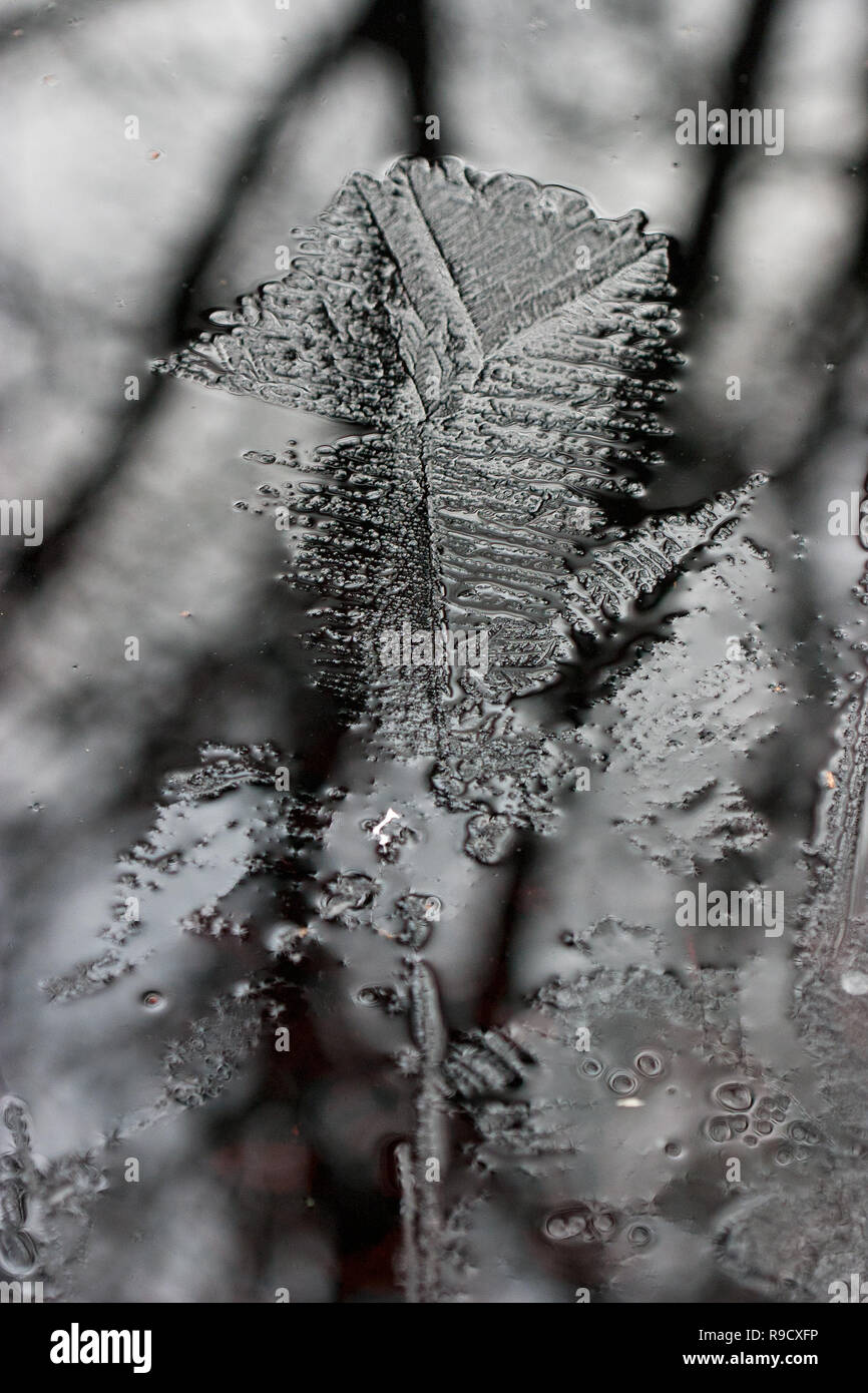 Mince couche de glace sur l'eau sombre, tronc reflète dans l'eau, la formation de glace après le gel de nuit Banque D'Images