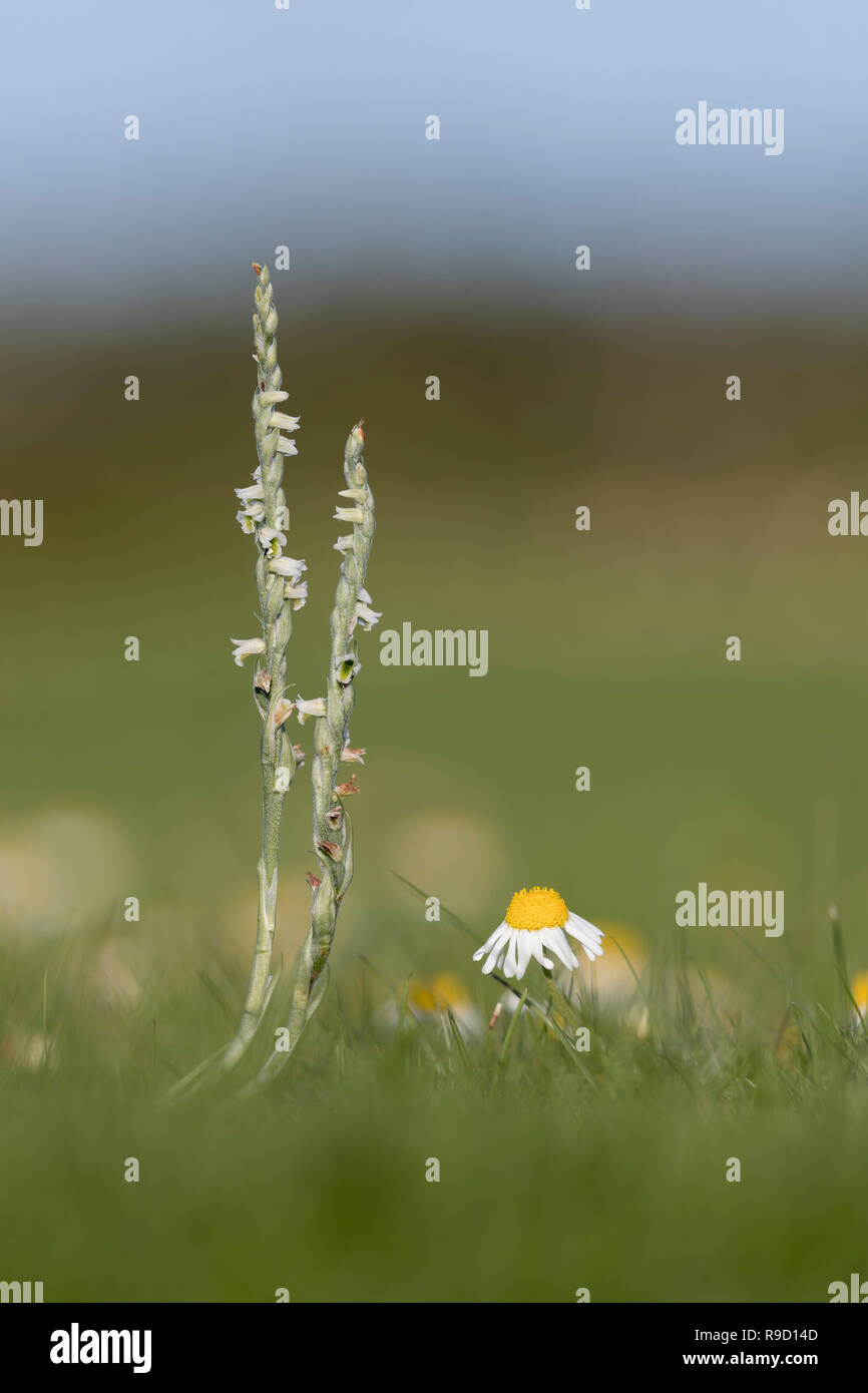 Mesdames automne Spiranthes spiralis Spiranthe ; floraison Îles Scilly ; UK Banque D'Images