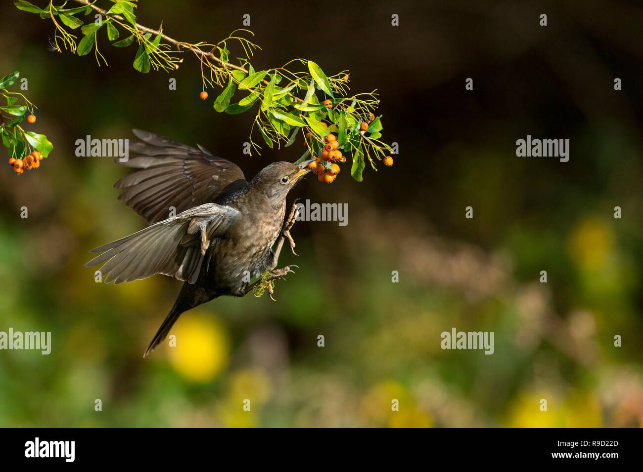 ; Blackbird Turdus merula Femme célibataire ; Battant de prendre Pyracantha Berry Cornwall, UK Banque D'Images