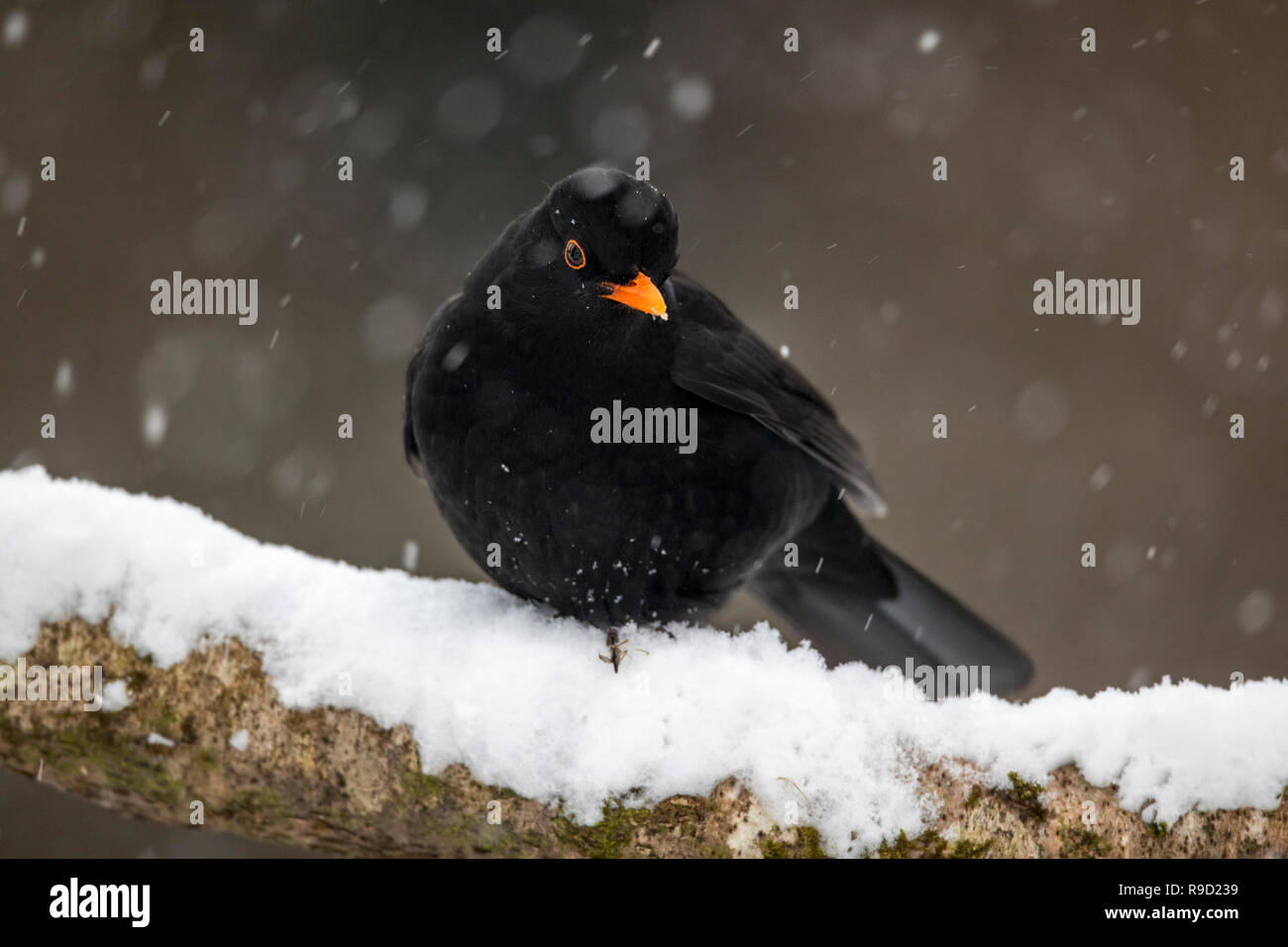 ; Blackbird Turdus merula homme célibataire dans la neige ; Cornwall UK Banque D'Images