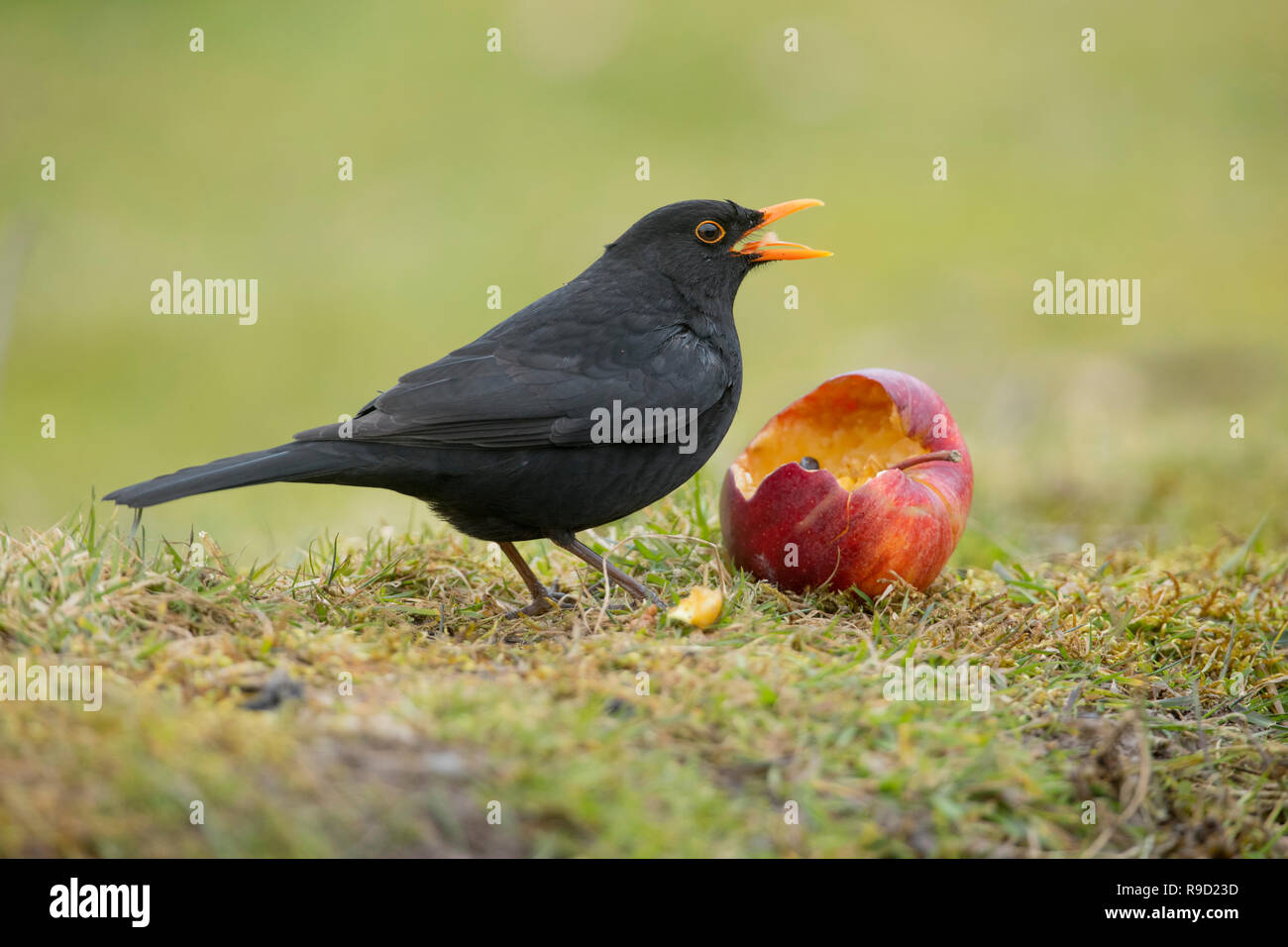 ; Blackbird Turdus merula Homme célibataire Eating Apple Cornwall, UK Banque D'Images