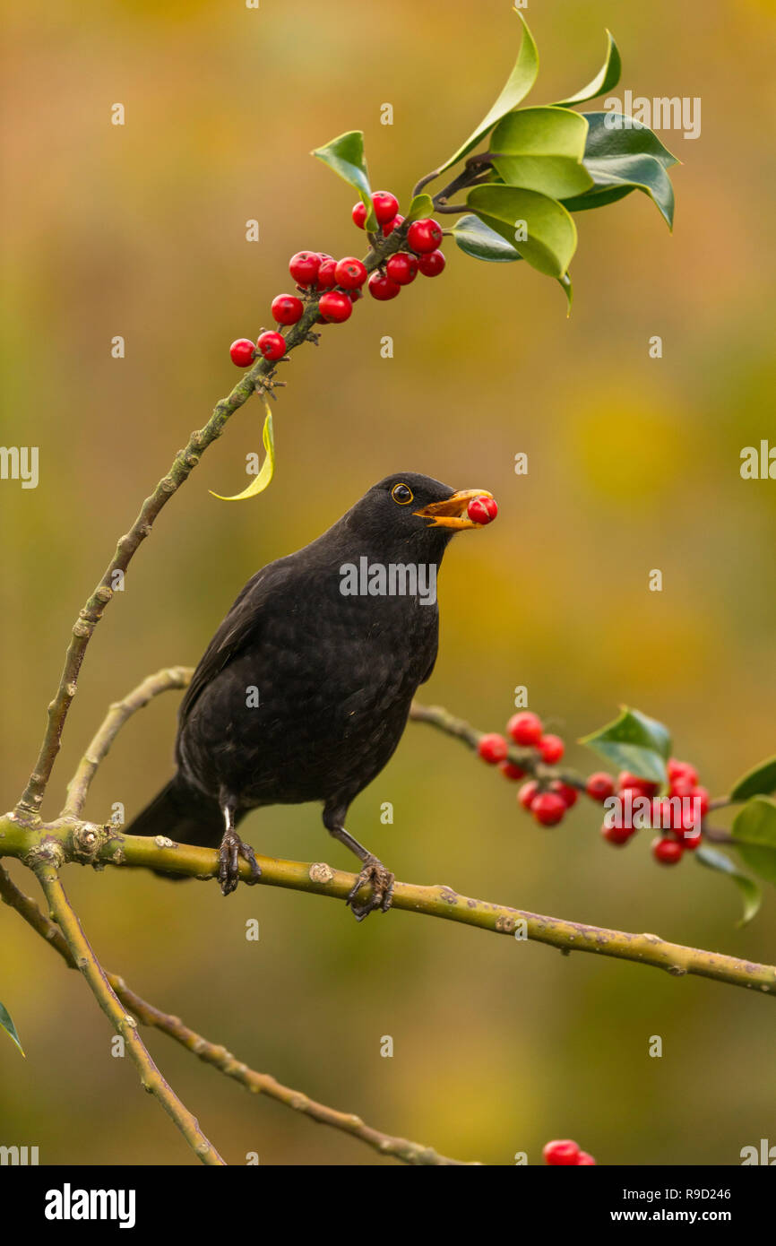 Turdus merula Blackbird ; Homme ; Manger Baie de houx ; Cornwall UK Banque D'Images