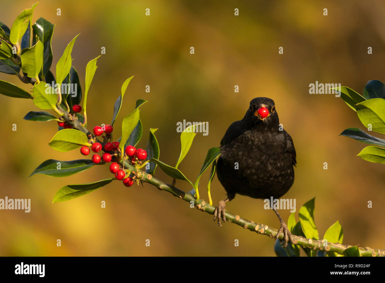 Turdus merula Blackbird ; Homme ; Manger Baie de houx ; Cornwall UK Banque D'Images