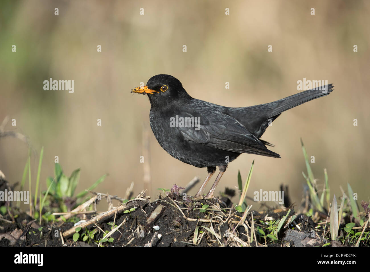 Turdus merula Blackbird ; seul le mâle ; queue de haut Cornwall, UK Banque D'Images