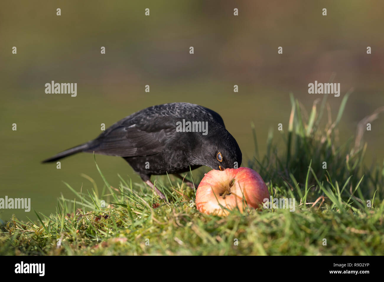 ; Blackbird Turdus merula Homme célibataire Eating Apple Cornwall, UK Banque D'Images