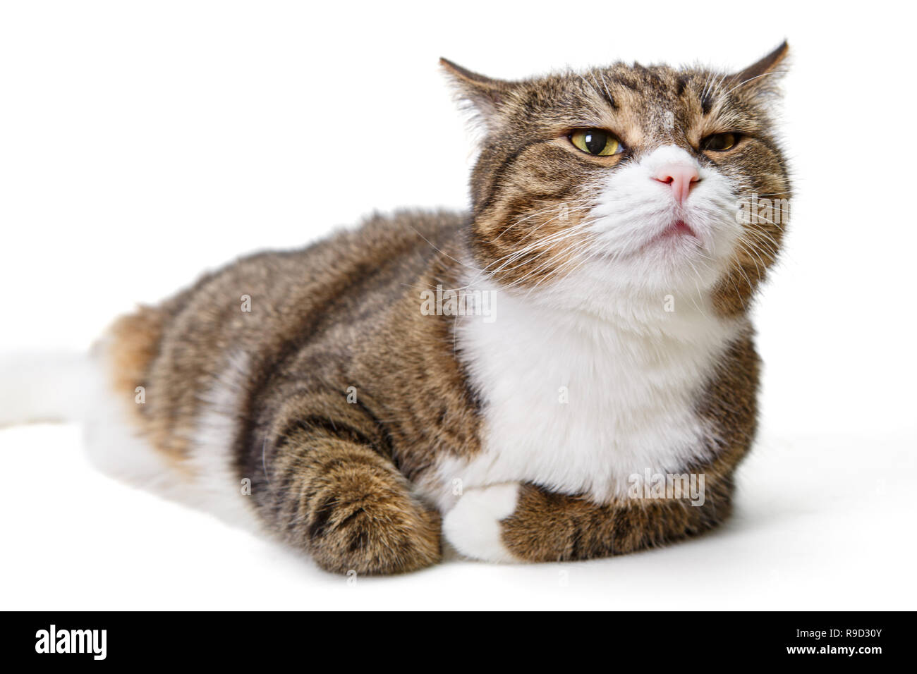 Gros chat gris isolé sur fond blanc Banque D'Images