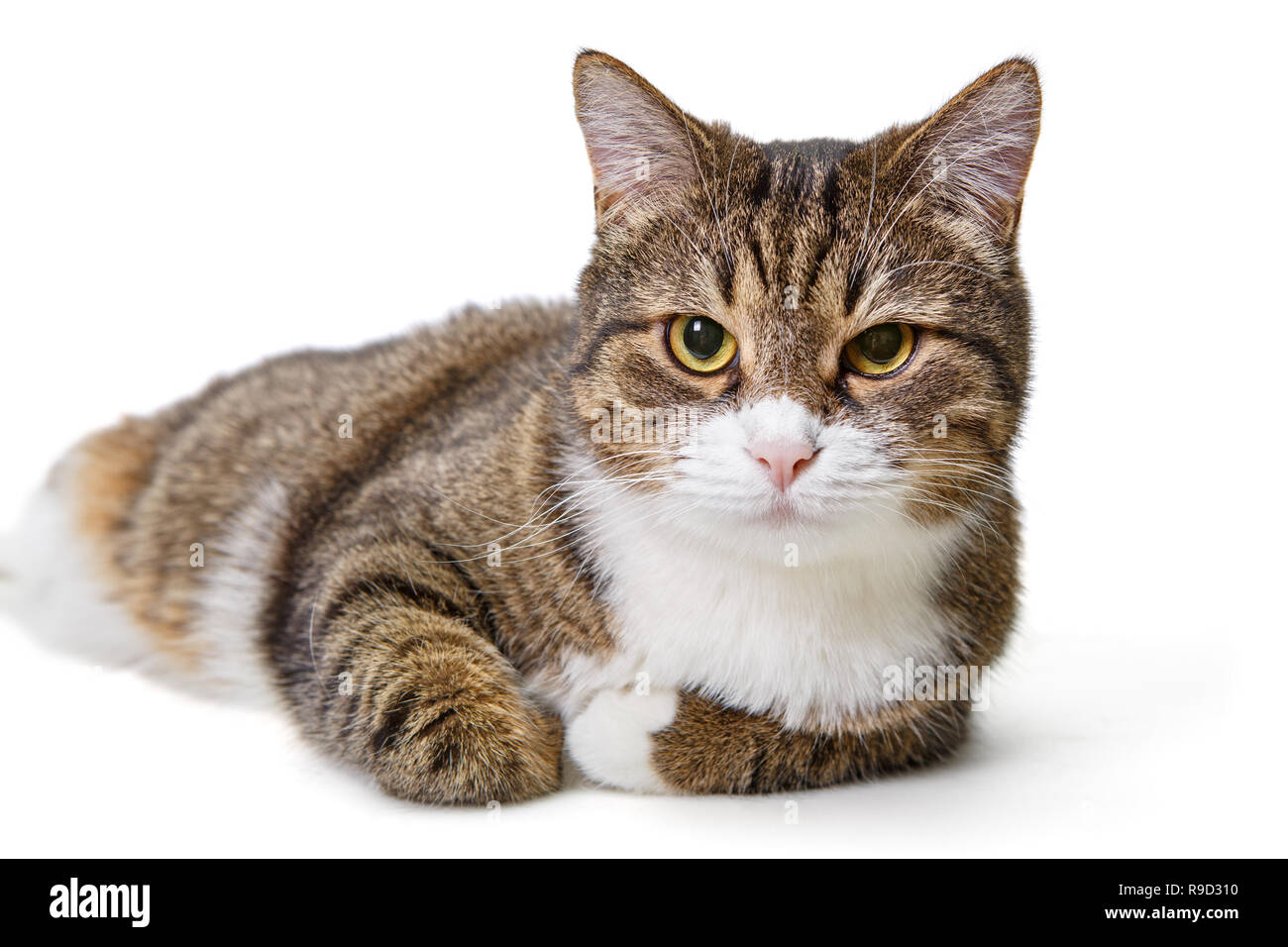 Gros Chat Gris Isole Sur Fond Blanc Photo Stock Alamy