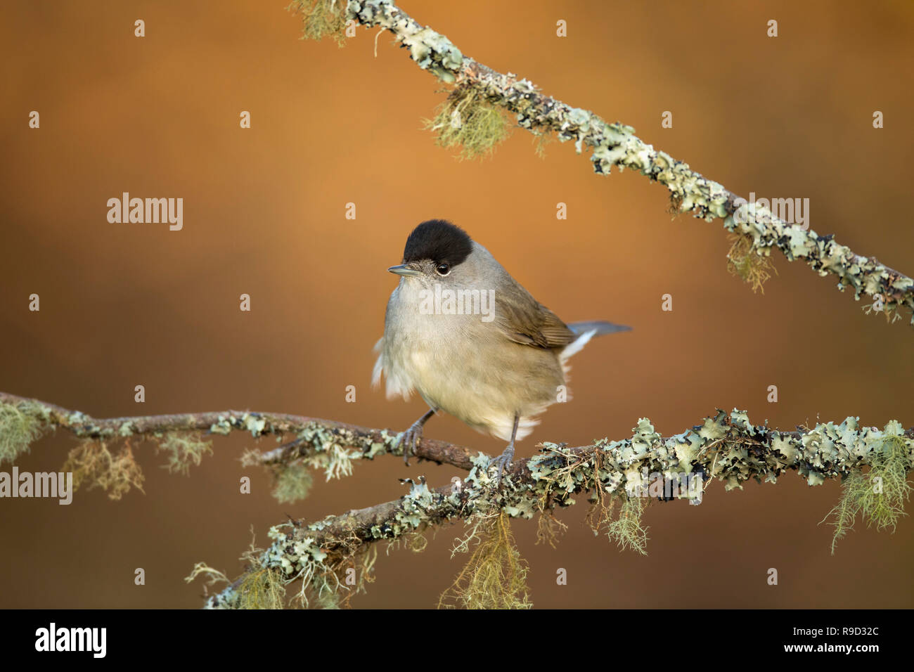 Sylvia atricapilla Blackcap ; seul ; Cornwall UK Banque D'Images