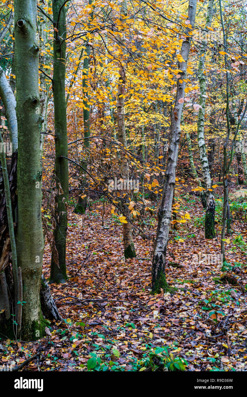 Scène forestiers. Temps d'automne, brun-jaune des feuilles tombées sur le sol avec les jeunes et les plus vieux arbres avec des feuilles vertes. Blean Woods, à Canterbury. Banque D'Images