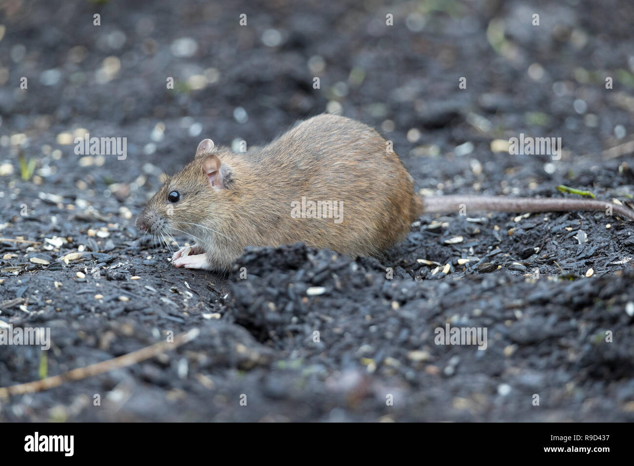 Rat surmulot, Rattus norvegicus, manger seul Seeds Cornwall ; UK Banque D'Images