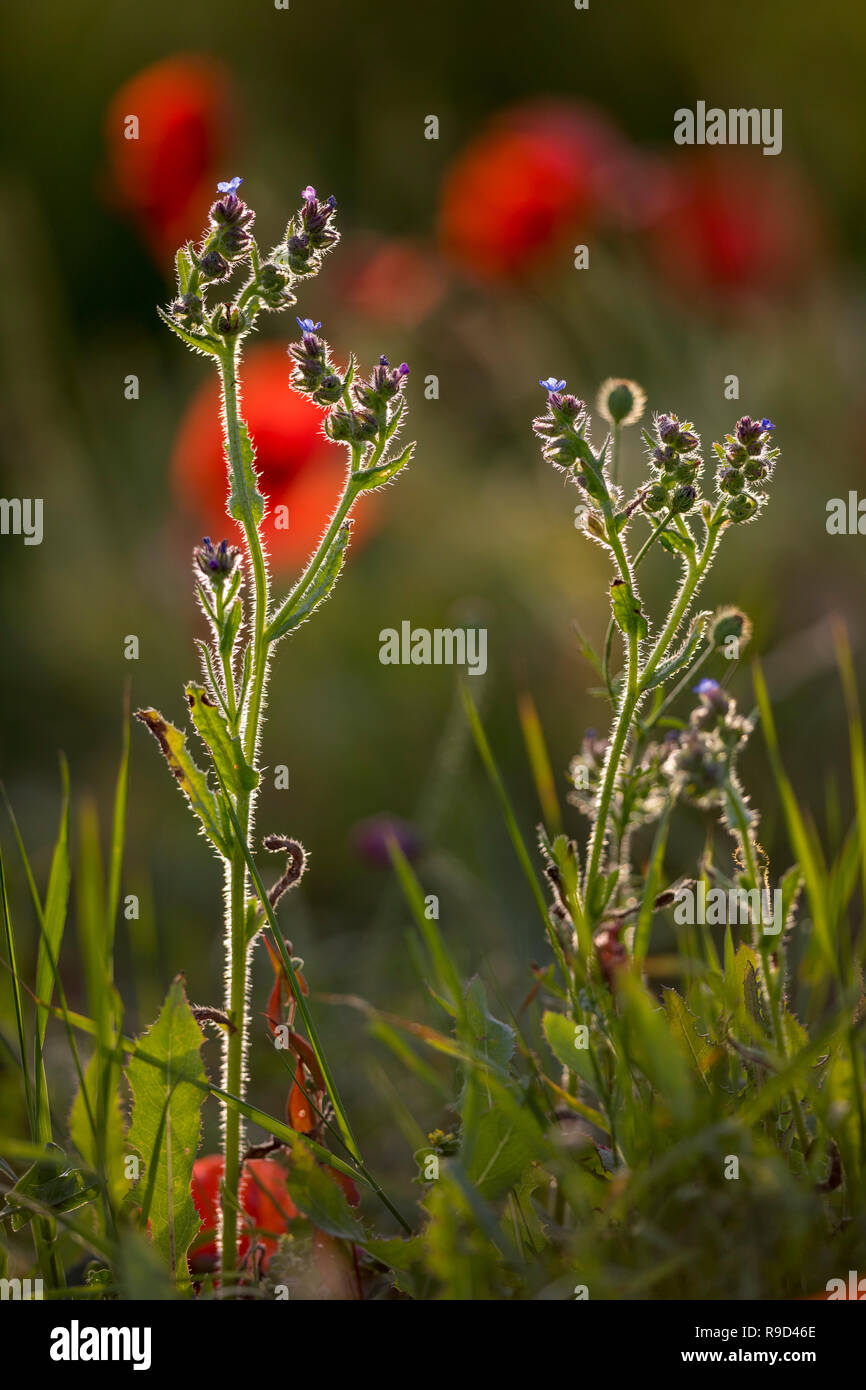 Echium vulgare Vipérine commune ; la floraison de coquelicots au-delà de Cornwall, UK Banque D'Images