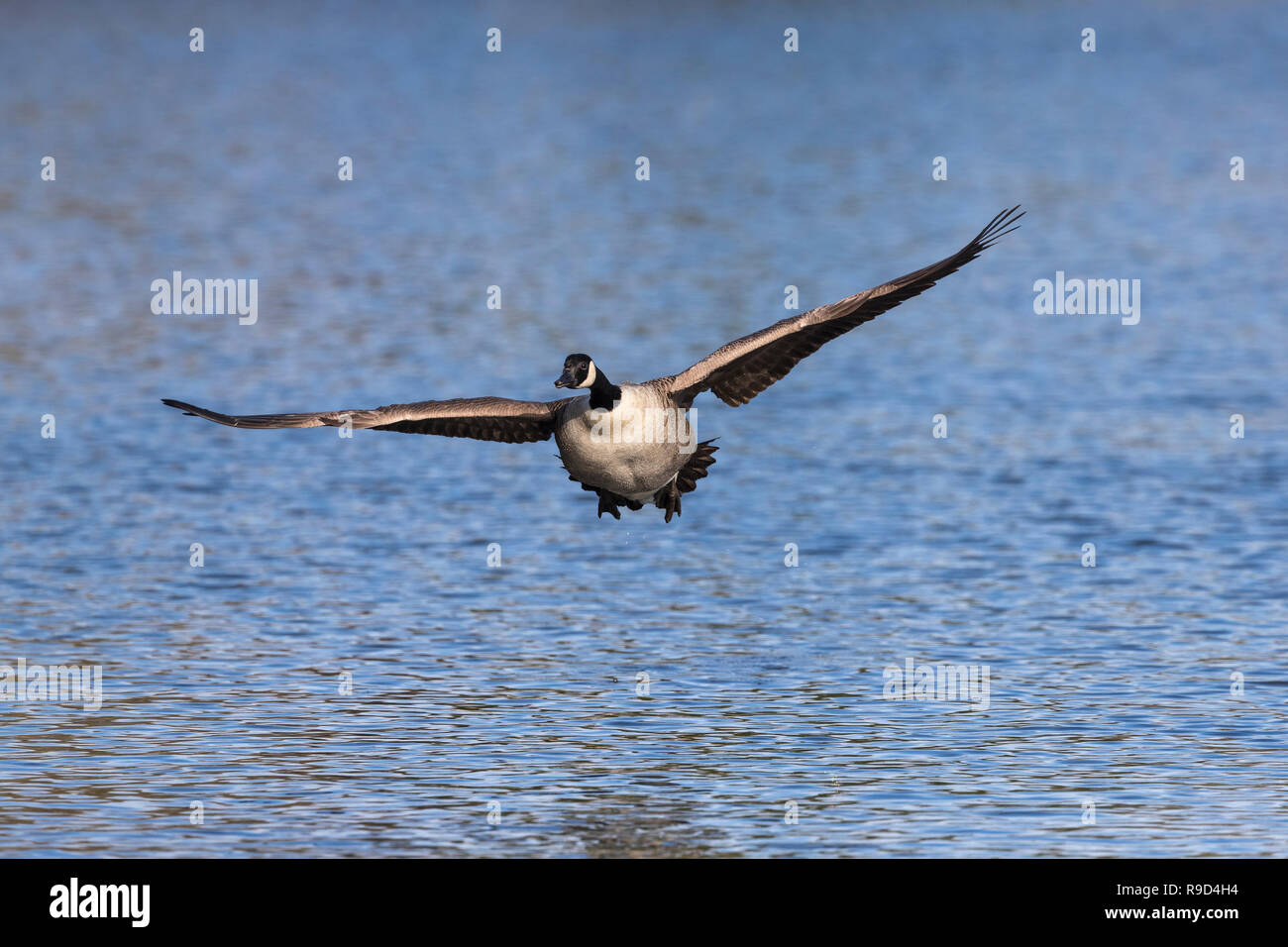 La Bernache du Canada, Branta canadensis seul en vol Cornwall, UK Banque D'Images