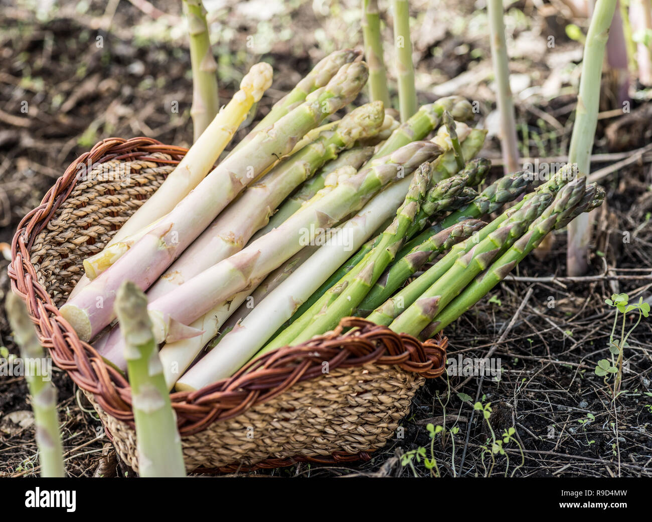 La récolte des asperges blanches et vertes au panier en osier. Arrière-plan  de la nature Photo Stock - Alamy