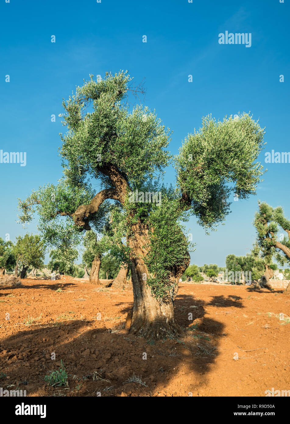 Plantation olive méditerranéenne avec un vieil olivier au premier plan. Banque D'Images