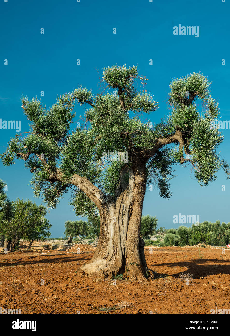 Plantation olive méditerranéenne avec un vieil olivier au premier plan. Banque D'Images