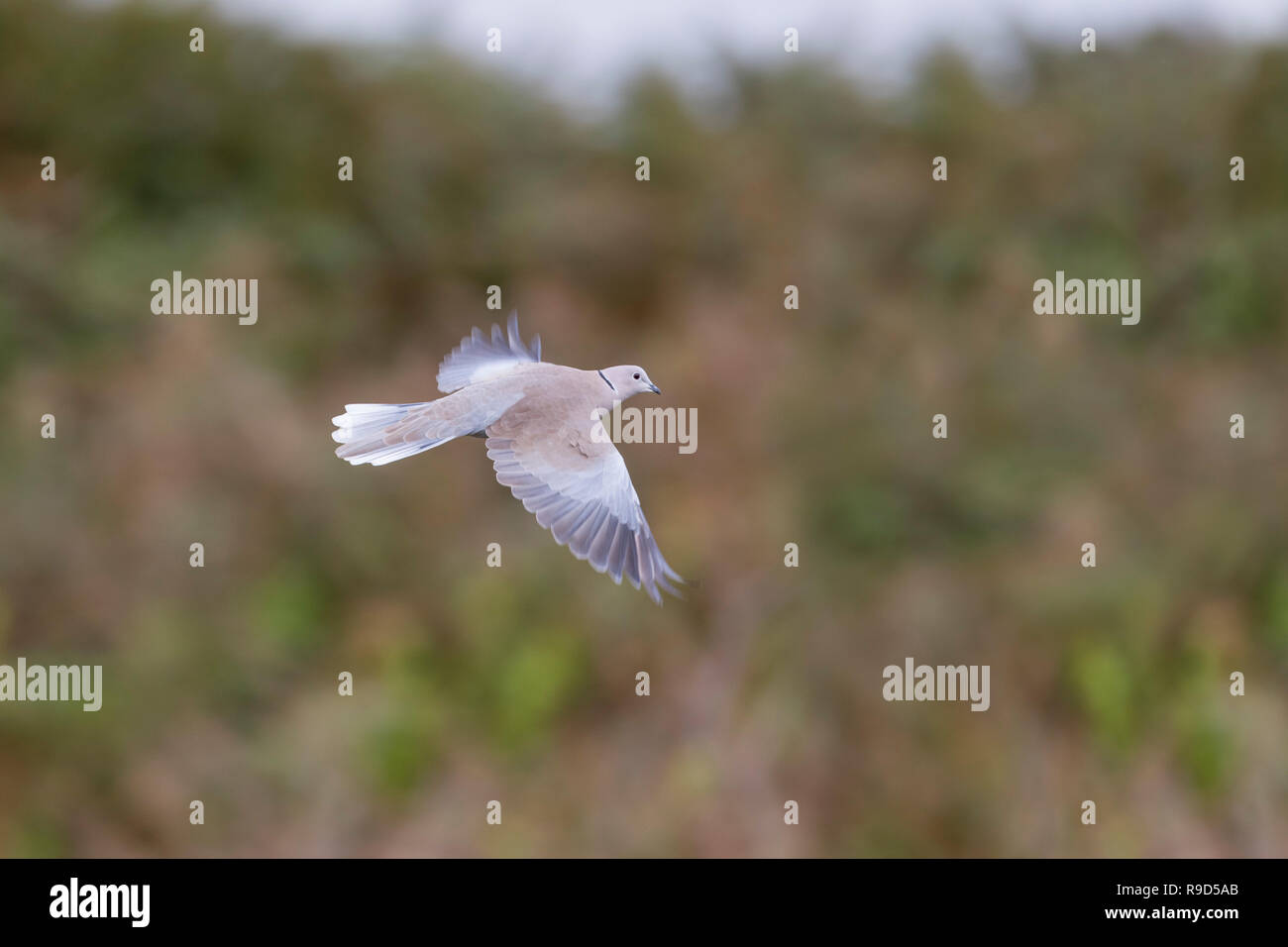 Tête ; Streptopelia decaocto seul en vol Îles Scily ; UK Banque D'Images