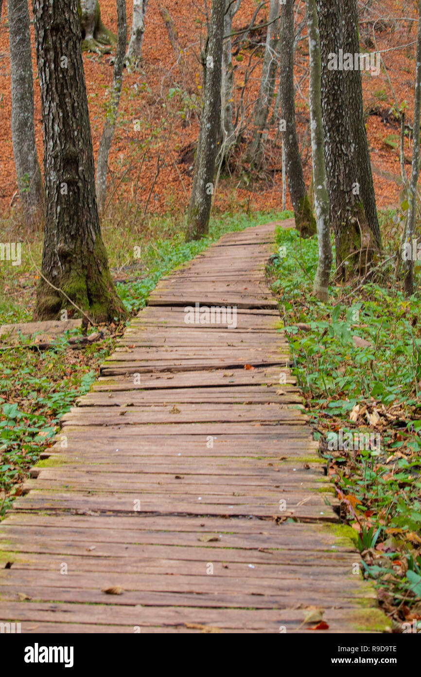 La voie solitaire bois intérieur à l'automne, Plitvice, Croatie Banque D'Images