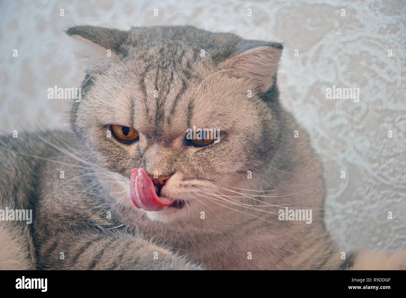 Chat Tigre Gris Faim En Colere Lecher Que Fond De Lumiere Notion De Poids Au Cours De La Nouvelle Annee L Obesite L Alimentation Pour Le Chat Offense Photo Stock Alamy