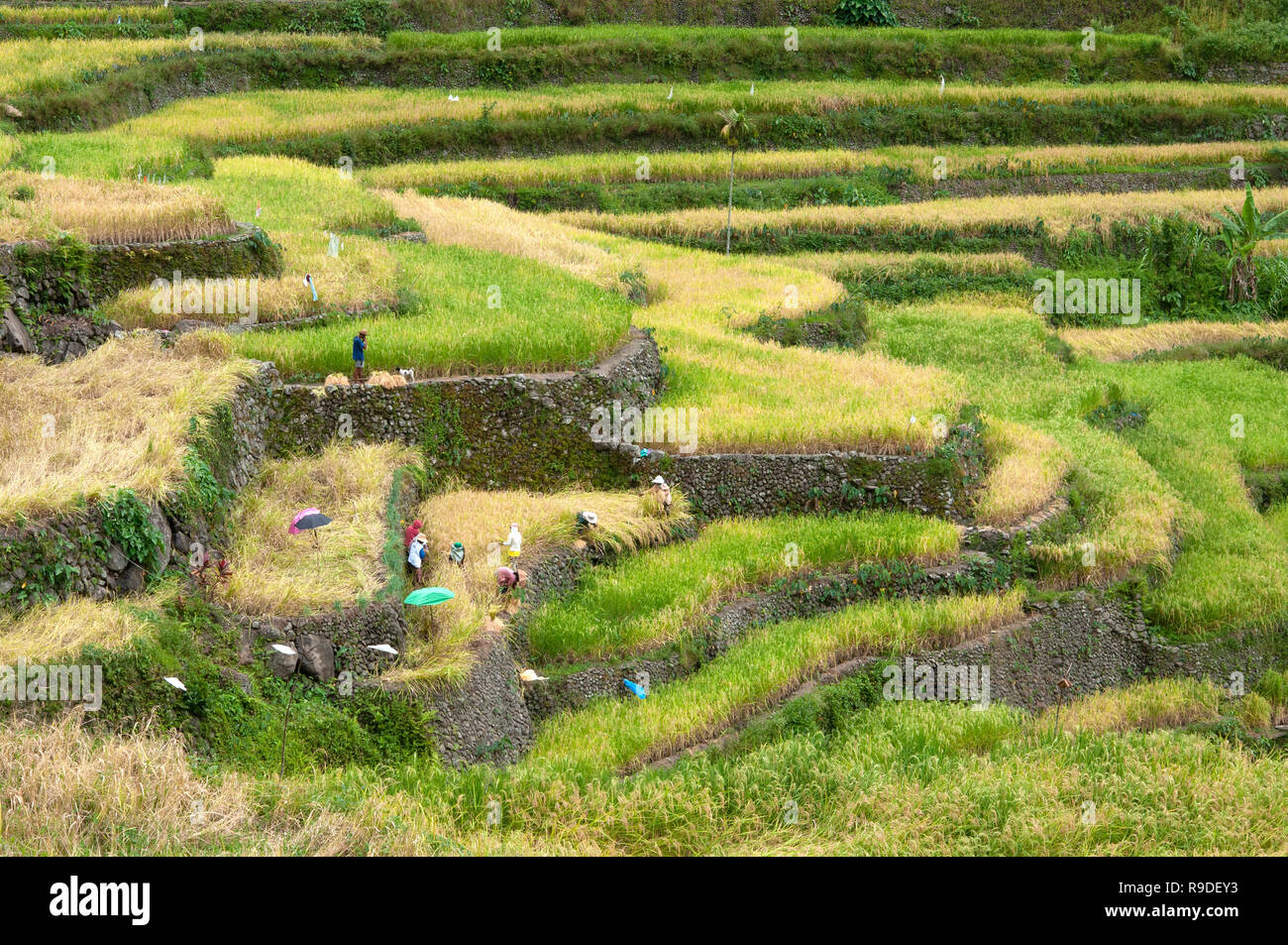 Les terrasses de riz de Batad, Province d'Ifugao, Cordillera, Luzon, Philippines, Asie, Asie du Sud, UNESCO World Heritage Banque D'Images