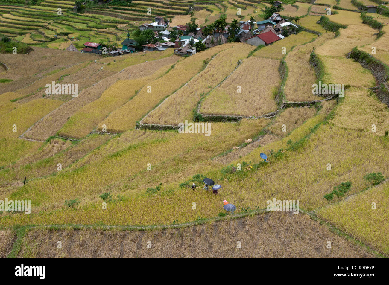 La récolte des agriculteurs à Batad Rizières en terrasses, la Province d'Ifugao, Cordillera, Luzon, Philippines, Asie, Asie du Sud, UNESCO World Heritage Banque D'Images