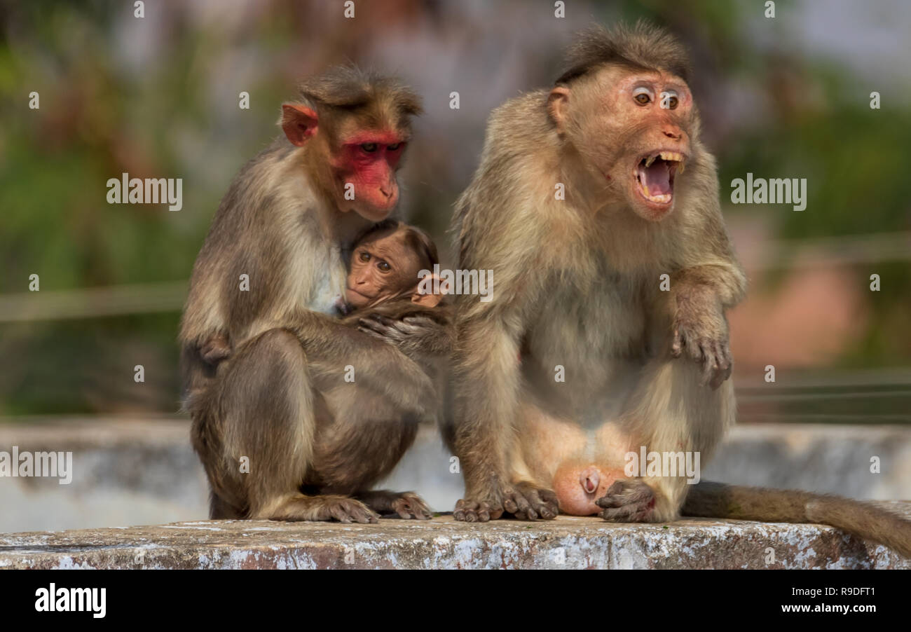 Monkey family dans cette photo on peut observer kid -la peur. Mère- prendre soin . Père - protection. père monkey blessés et handicapés aussi Banque D'Images