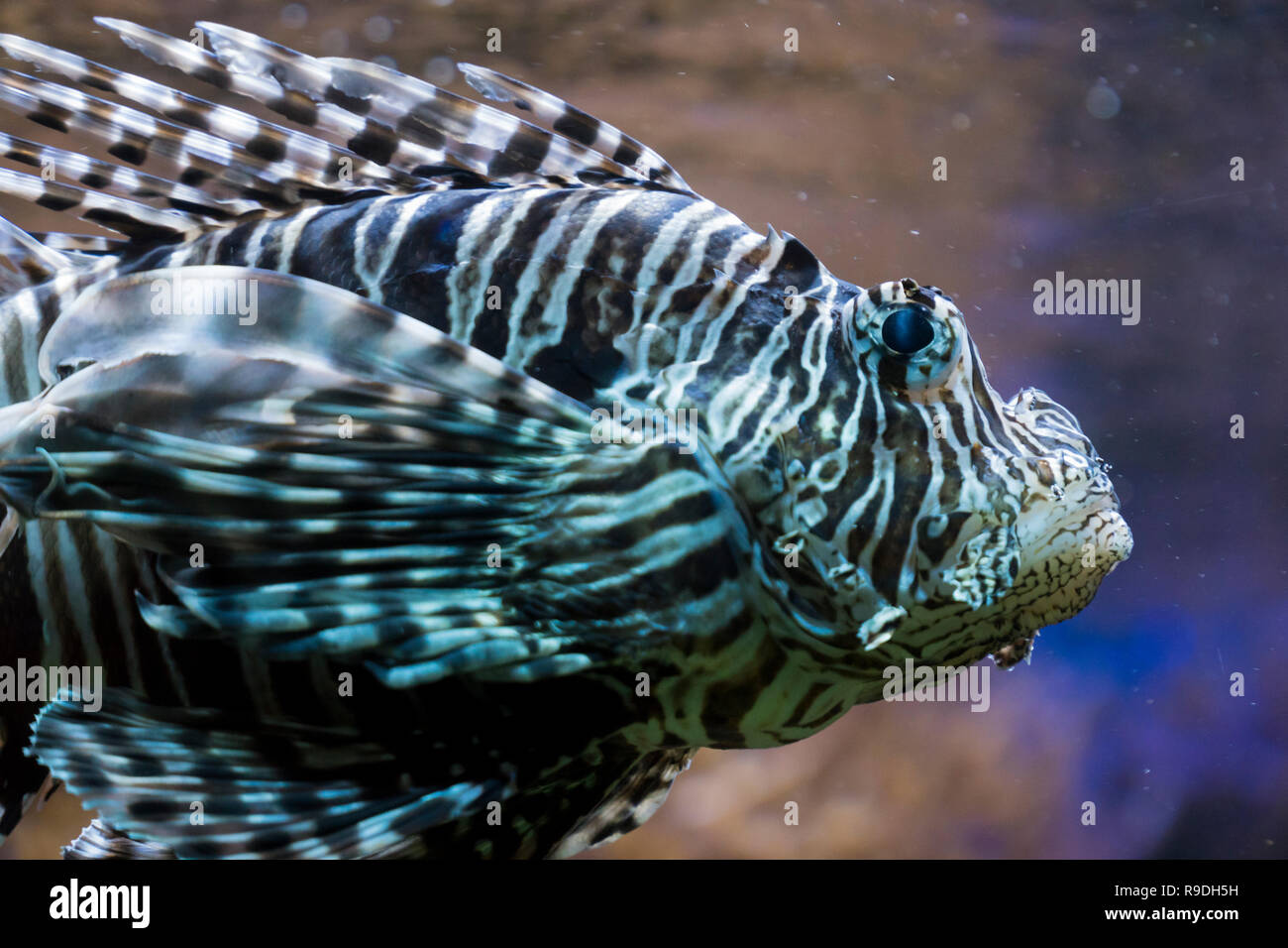 Close-up d'un Indien dans l'eau Poisson-papillon Banque D'Images