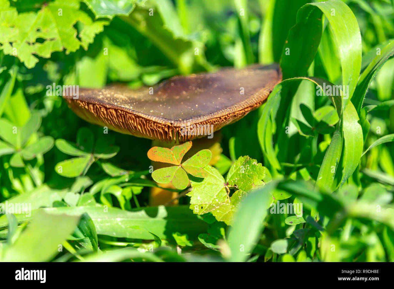 Vue latérale d'un big brown mushroom parmi l'herbe verte fraîche Banque D'Images