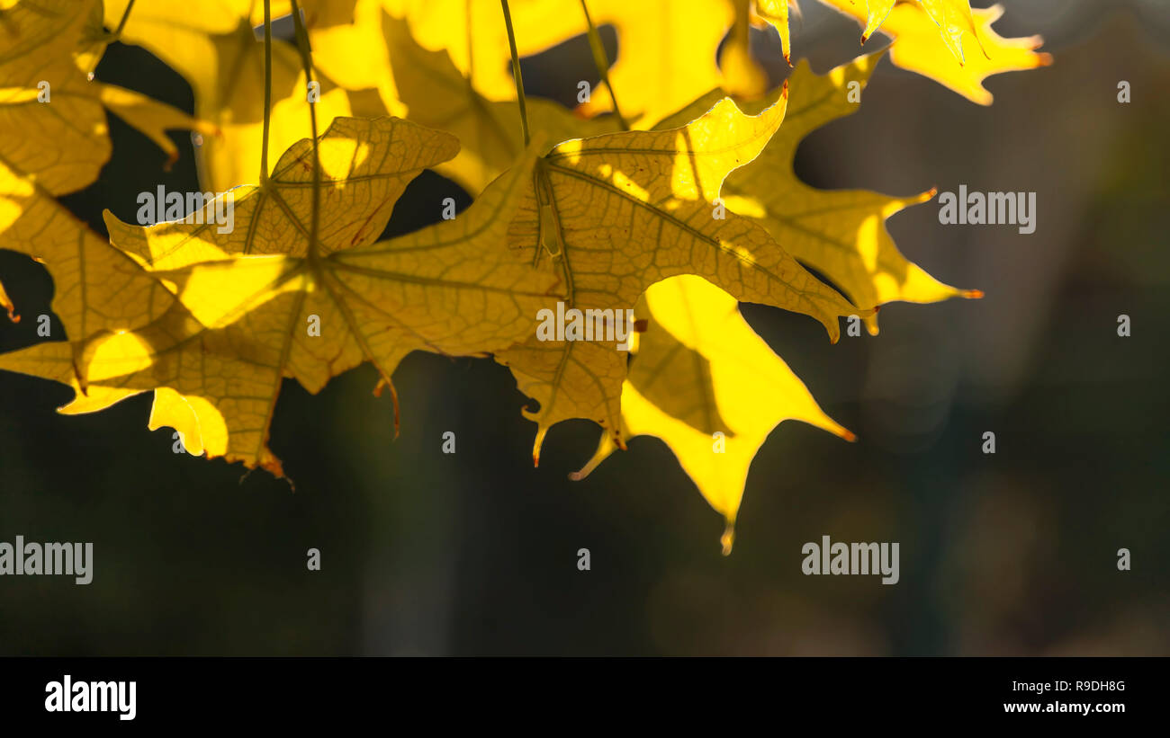 Feuillage d'automne jaune rétro-éclairage à la lumière du soleil sur un arrière-plan flou sombre. Banque D'Images