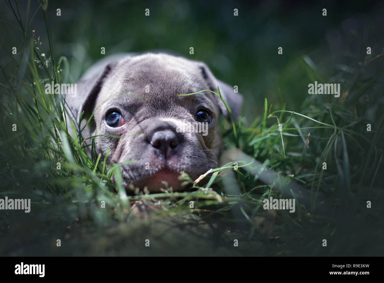 Chiot Bouledogue Français lilas avec des yeux bleus lying in grass Banque D'Images