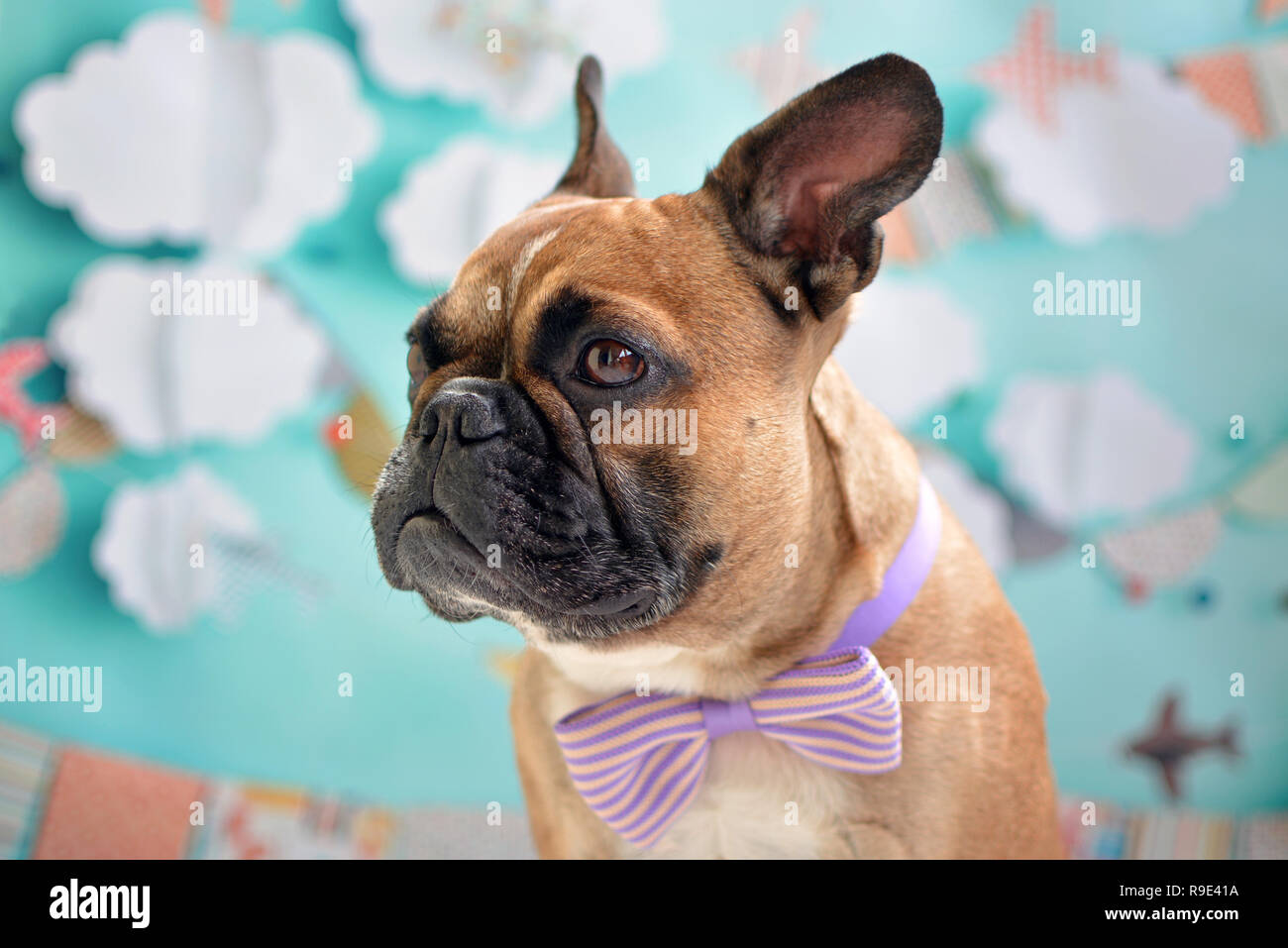 Garçon de chien Bouledogue Français fauve avec un nœud papillon violet  autour du cou devant fond bleu bébé Photo Stock - Alamy