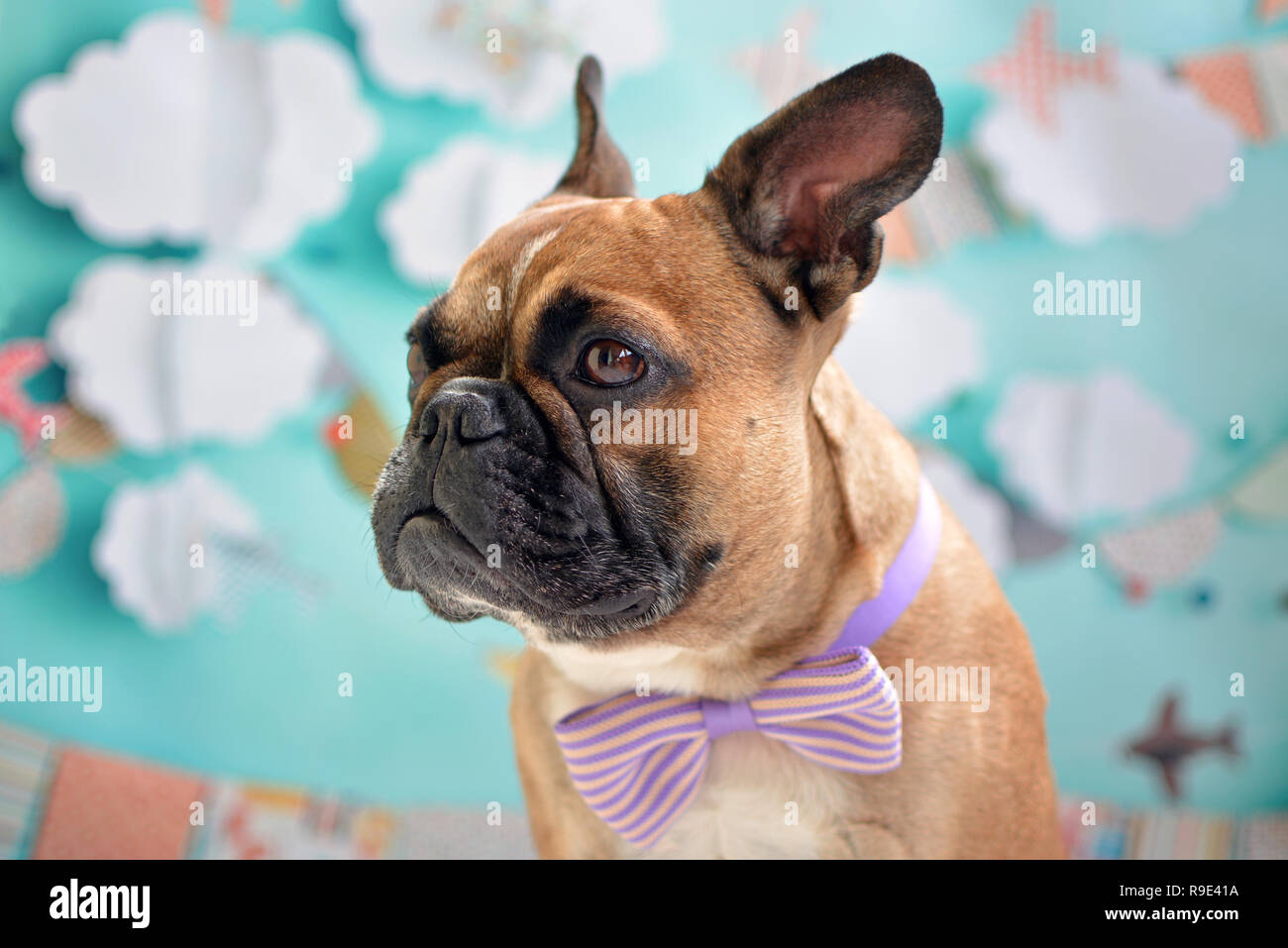 Garcon De Chien Bouledogue Francais Fauve Avec Un Nœud Papillon Violet Autour Du Cou Devant Fond Bleu Bebe Photo Stock Alamy