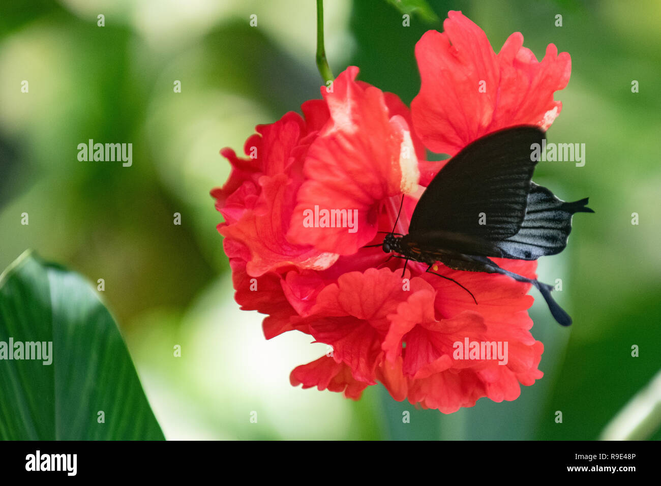 Memnon mâle papillon sur une fleur d'hibiscus rouge - grand mormon swallowtail butterfly - grand noir papillon sur fleur mauve, fleur de la famille des Malvacées Banque D'Images