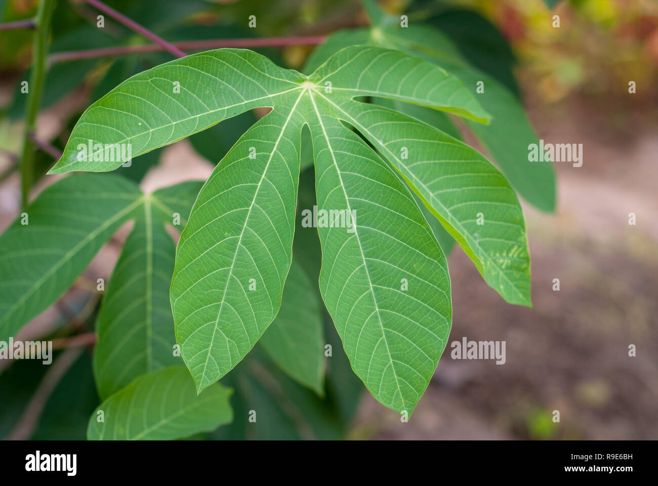 Forme générale de feuilles de manioc Banque D'Images
