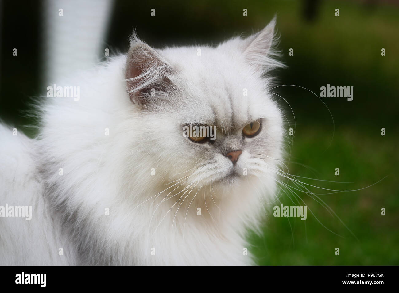 Cette Belle Photo Montre Le Visage D Un Chat Persan Chinchilla Gris En Gros Plan Cette Photo A Ete Prise En Thailande Photo Stock Alamy Cette Belle Photo Montre Le Visage D Un Chat Persan Chinchilla Gris En Gros Plan Cette Photo A Ete Prise En Thailande Photo Stock Alamy