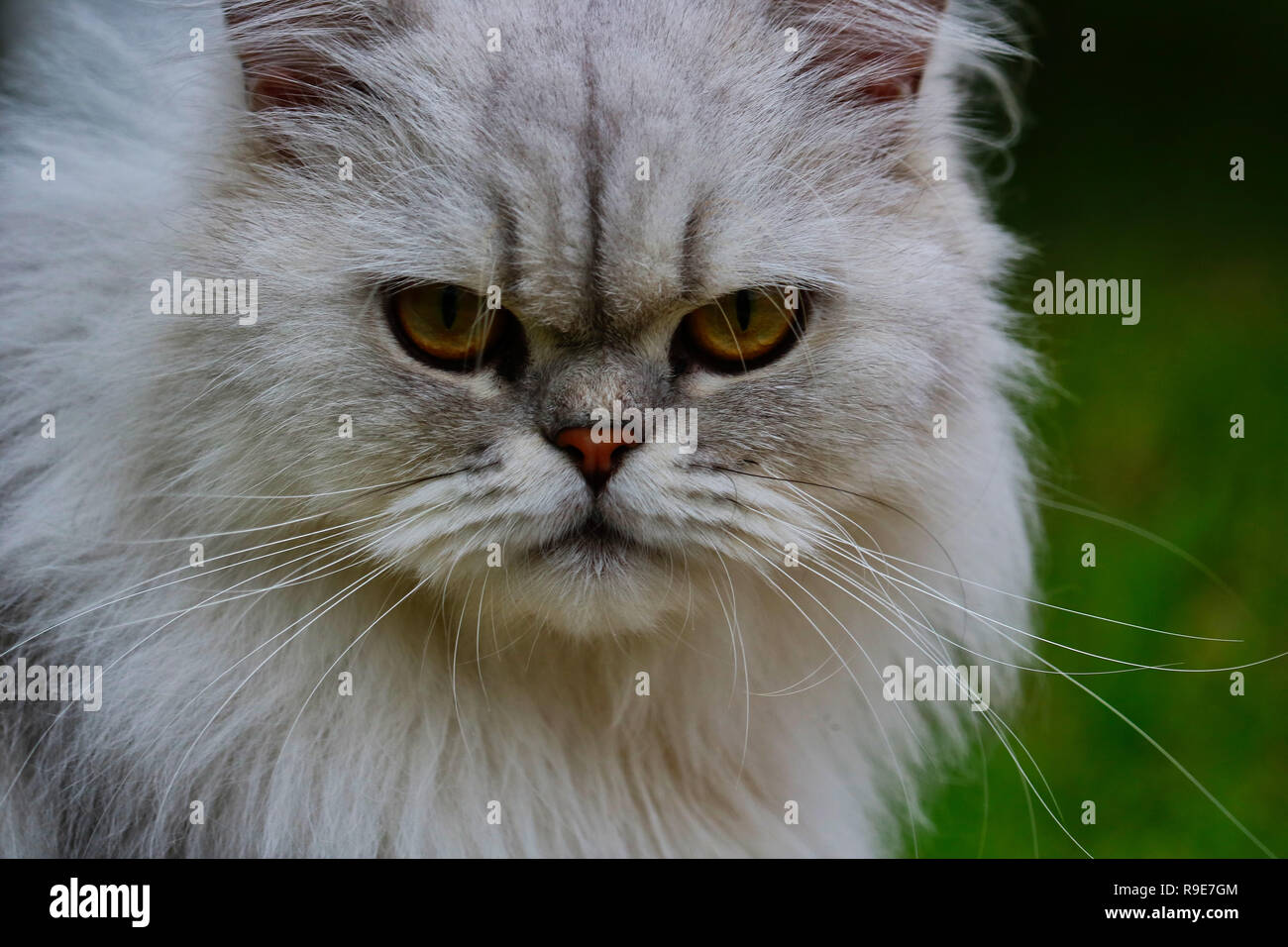 Cette Belle Photo Montre Le Visage D Un Chat Persan Chinchilla Gris En Gros Plan Cette Photo A Ete Prise En Thailande Photo Stock Alamy