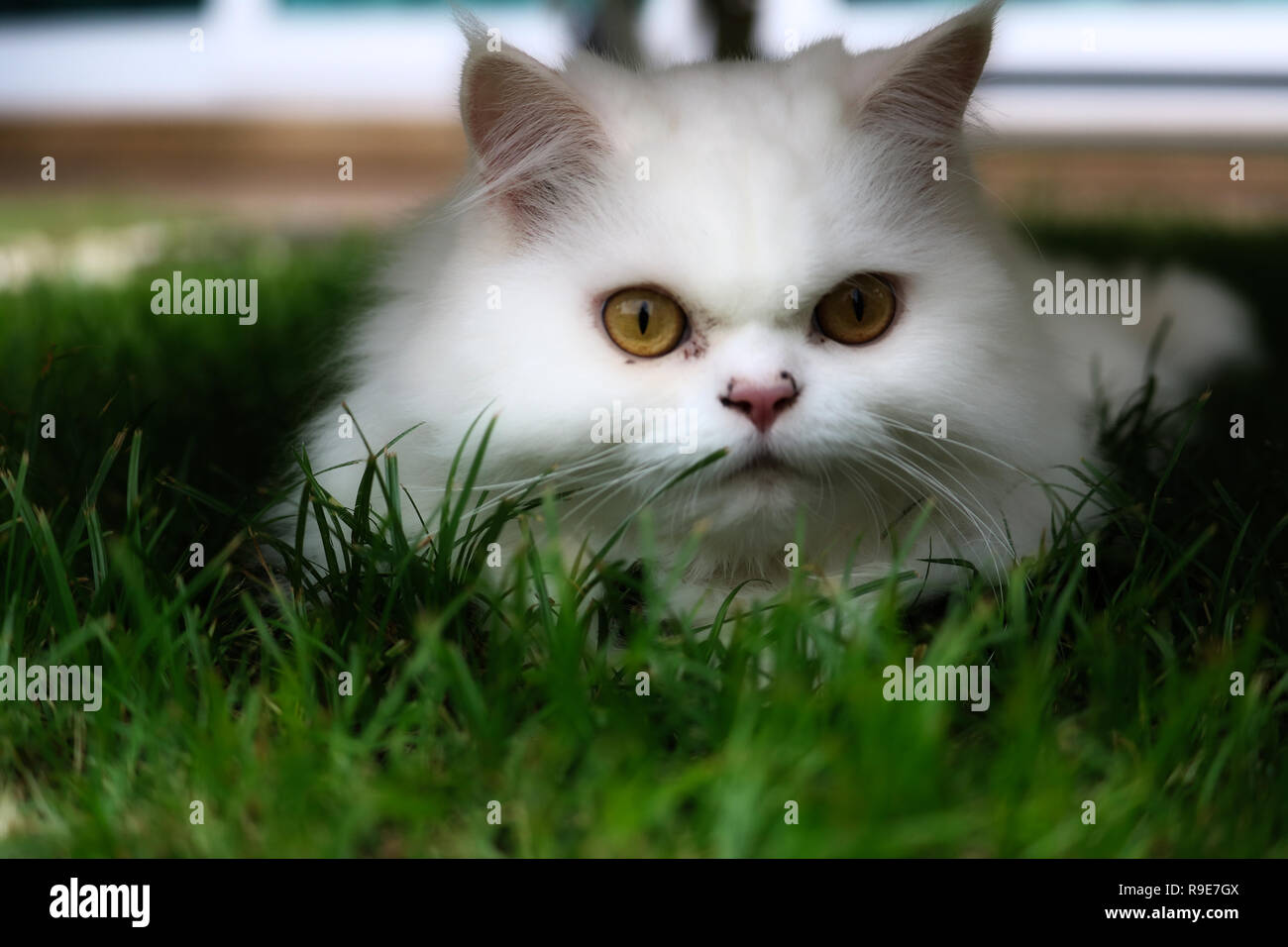 Cette belle photo, un chat persan blanc allongé dans l'herbe à la recherche dans l'appareil. Cette photo a été prise en Thailande Banque D'Images