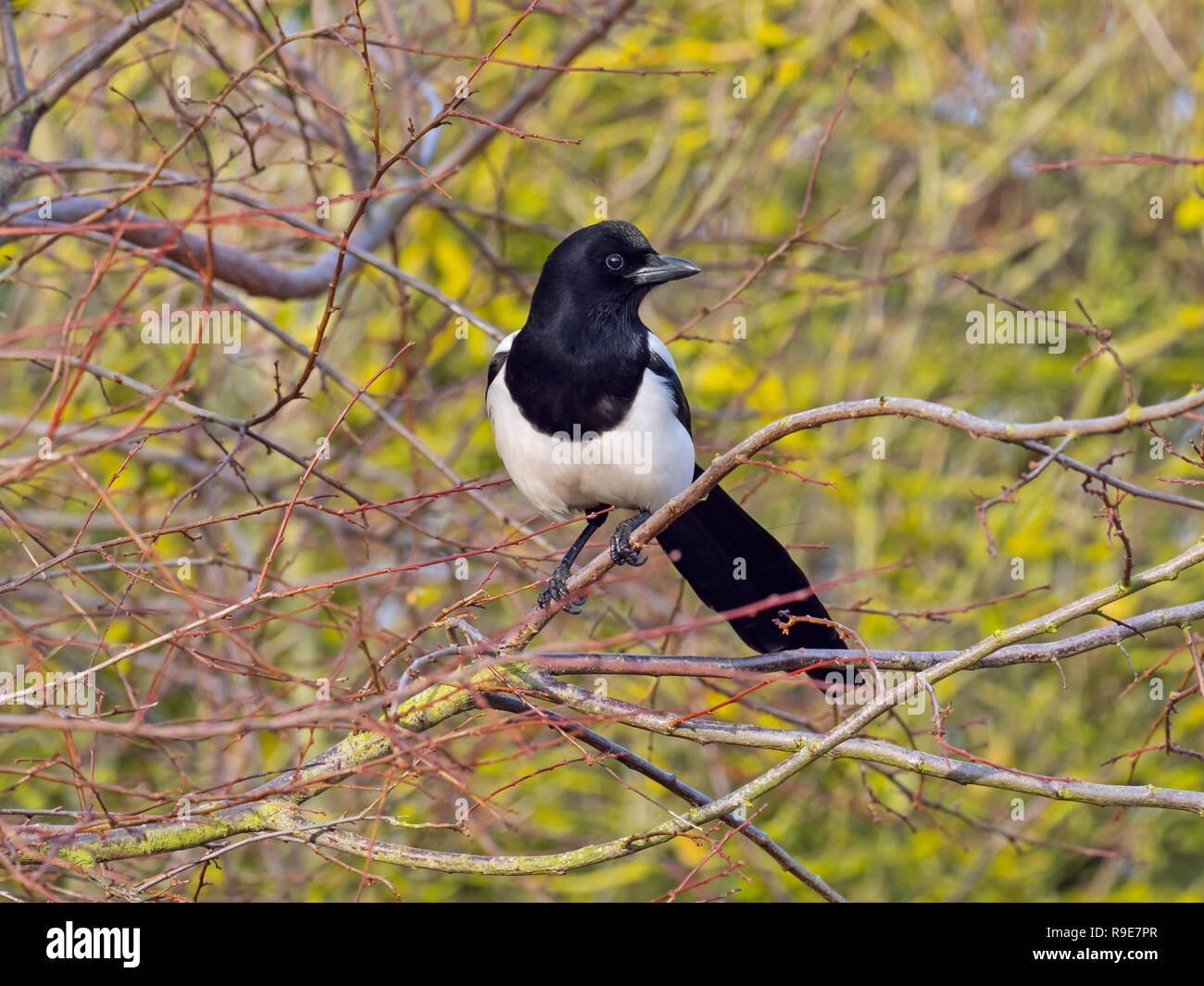 Magpie Pica pica auburn à Titchwell Norfolk Banque D'Images
