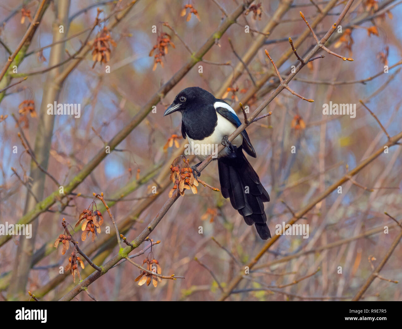 Magpie Pica pica auburn à Titchwell Norfolk Banque D'Images