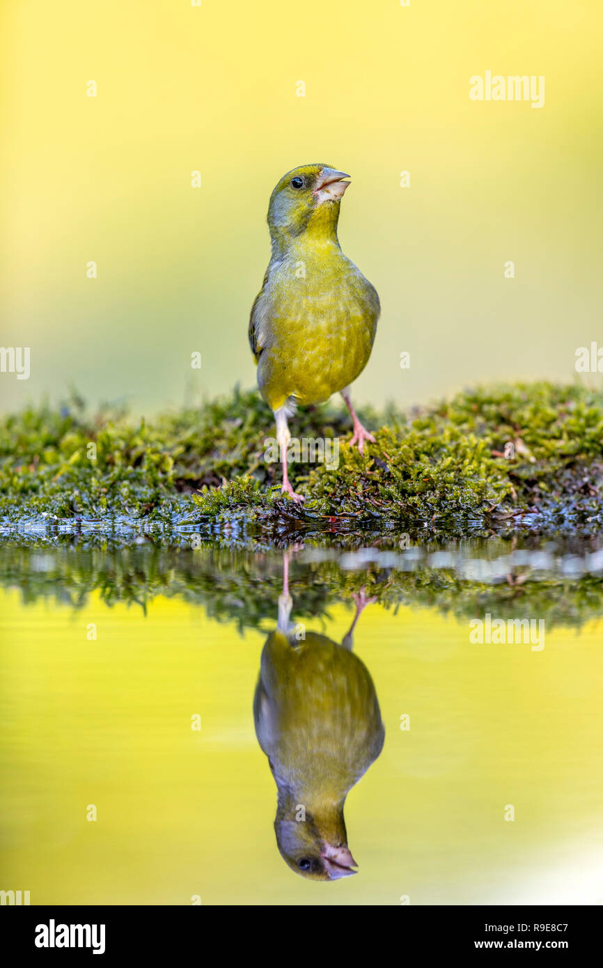 Chloris chloris Greenfinch ; Homme célibataire à Cornwall, UK L'eau Banque D'Images