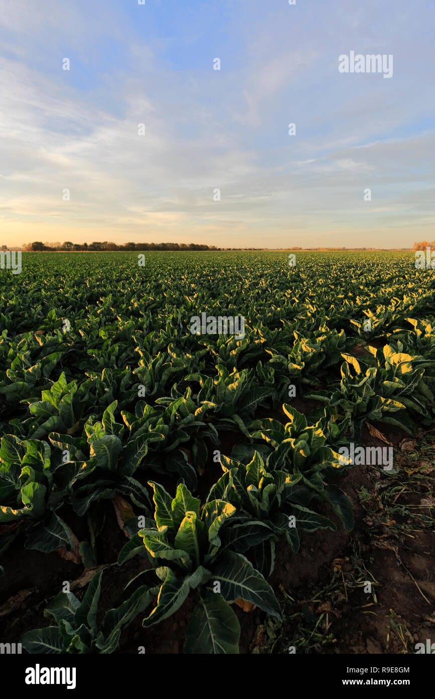 Les cultures dans un champ Fenland, Wisbech Cambridgeshire, Fen ; Angleterre ; UK Banque D'Images
