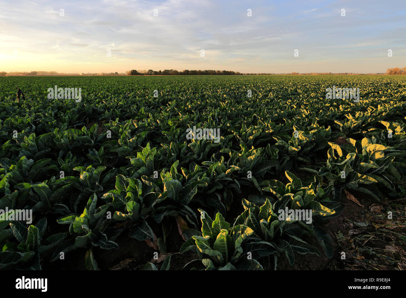 Les cultures dans un champ Fenland, Wisbech Cambridgeshire, Fen ; Angleterre ; UK Banque D'Images