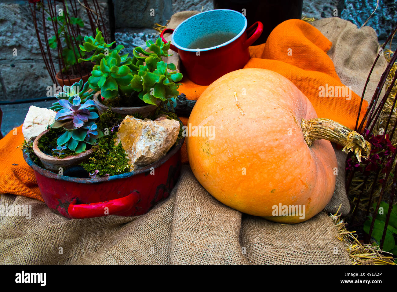 Les automne citrouille dans un jardin familial avec des pots Banque D'Images
