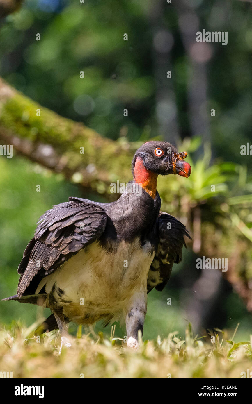 Vautour Pape dans le nord du Costa Rica Banque D'Images