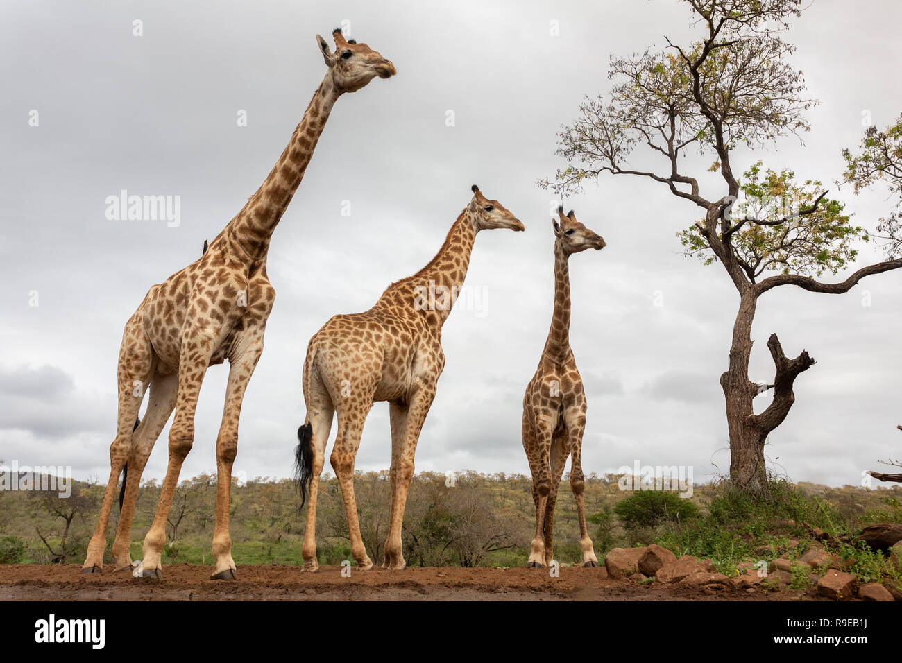 Girafe (Giraffa camelopardalis), Zimanga Private Game Reserve, KwaZulu-Natal, Afrique du Sud Banque D'Images