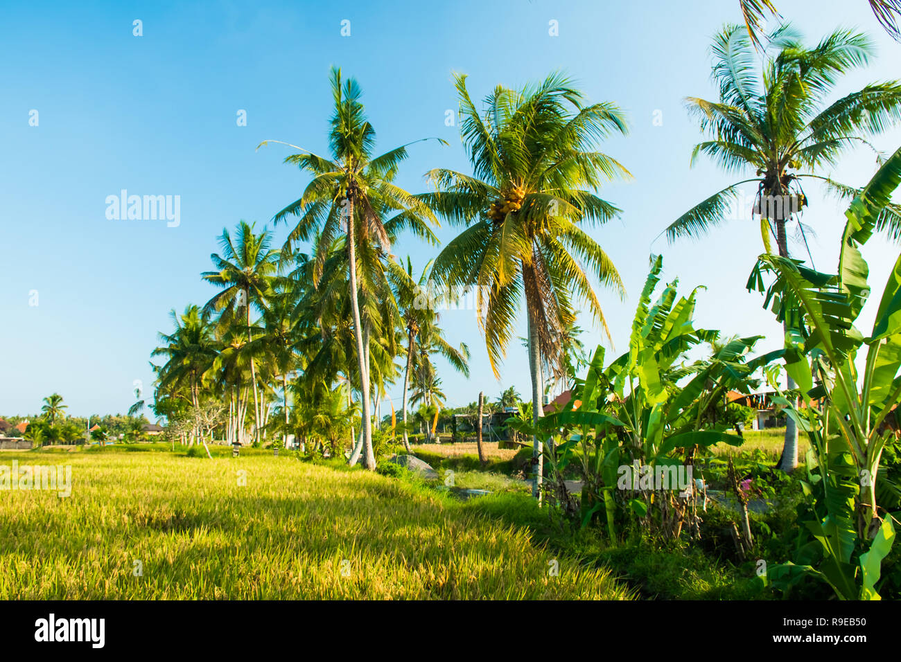 Tropicla palms et champs de riz doré frais avant la récolte près de Ubud, Bali Banque D'Images