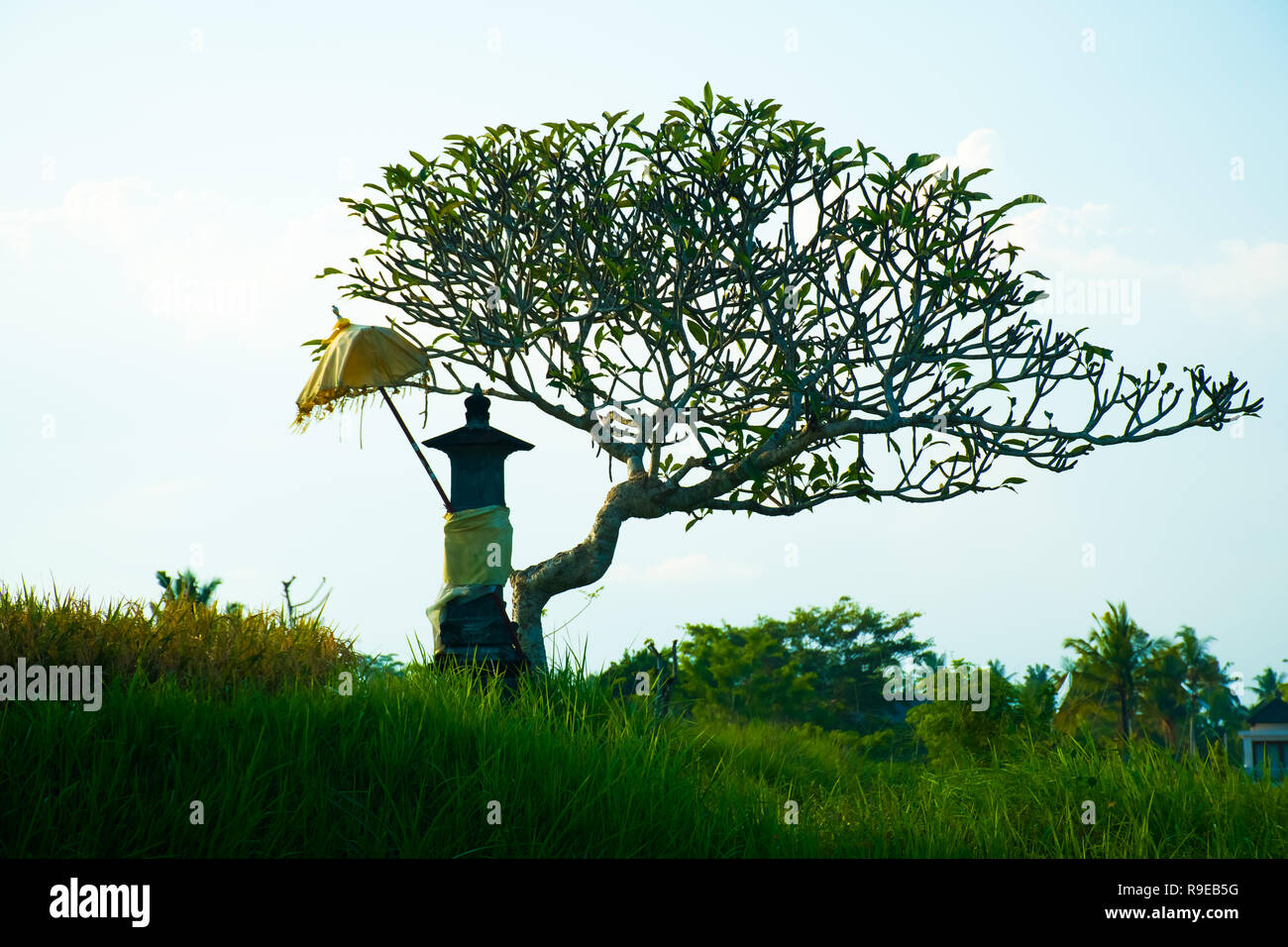 Un sanctuaire hindou au milieu d'un champ de riz près de Ubud, Bali, Indonésie Banque D'Images