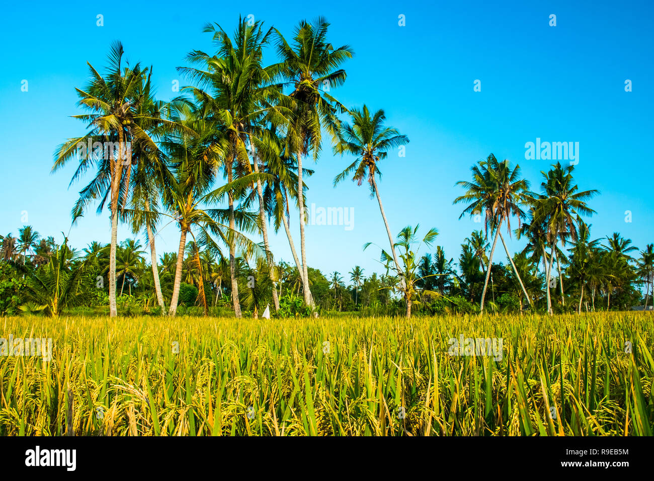 Tropicla palms et champs de riz doré frais avant la récolte près de Ubud, Bali Banque D'Images