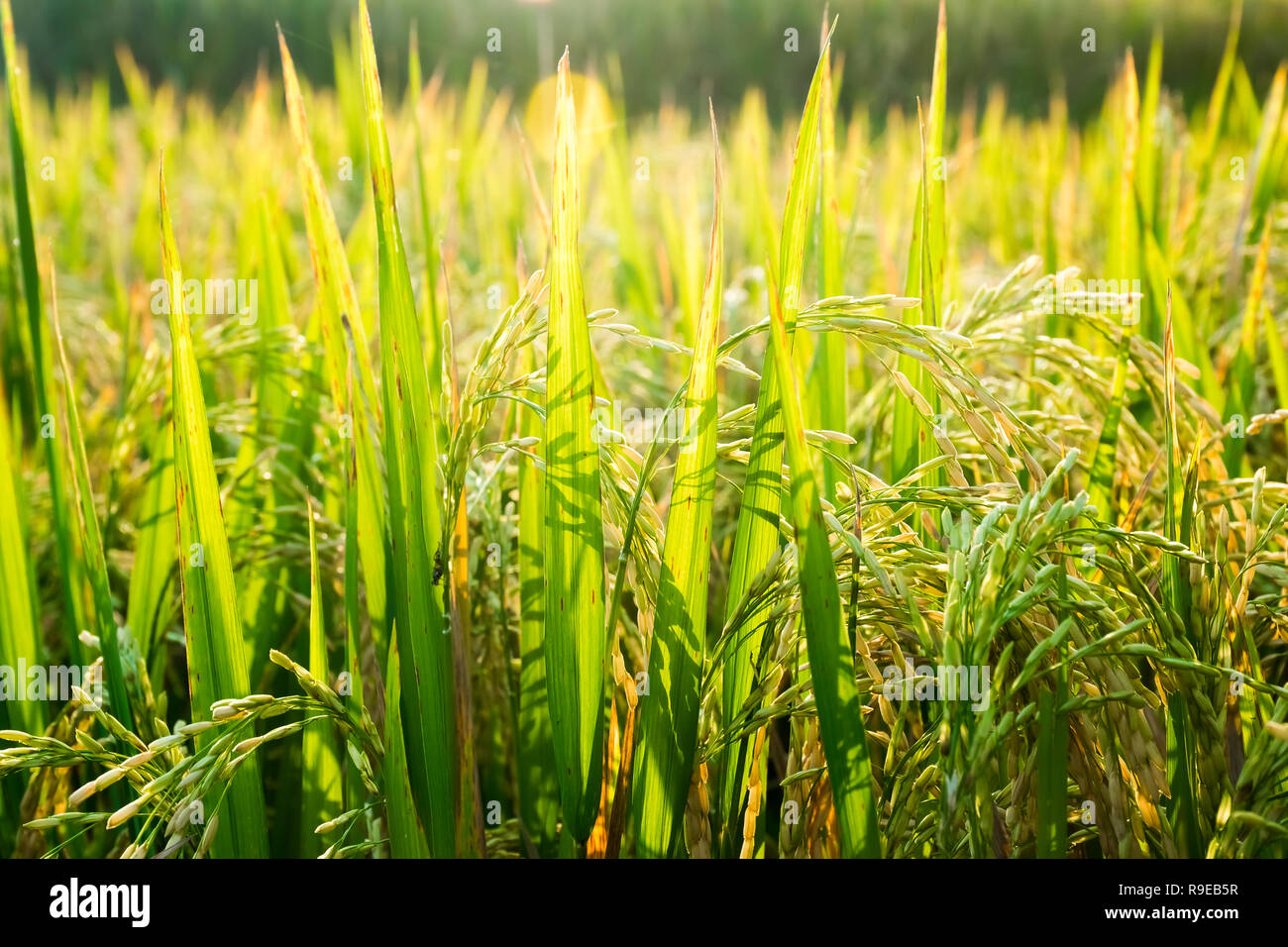 Les plants de riz frais libre avant la récolte, Ubud, Bali, Indonésie Banque D'Images